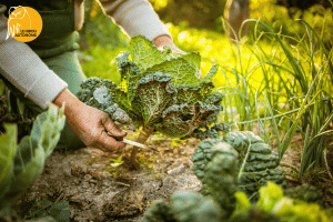 femme qui ramasse un chou dans son potager en permaculture