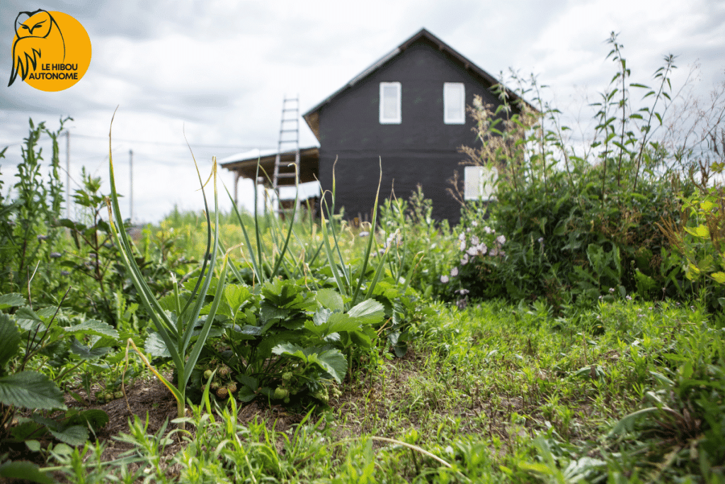 potager d'un permacultyeur débutant